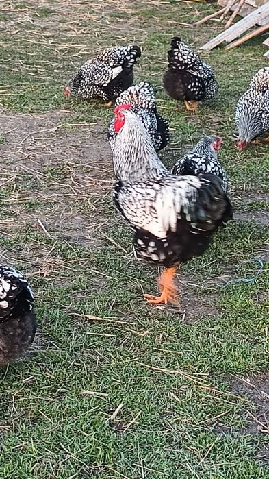 Vând pui de găini wiandotte argintiu