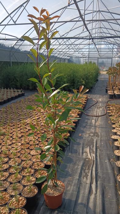 Photinia Red Robin, gard viu