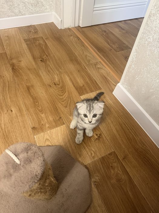 Шотландский Вислоухий