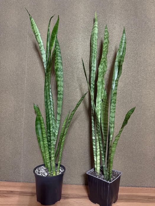 Сансевиерия зейланика