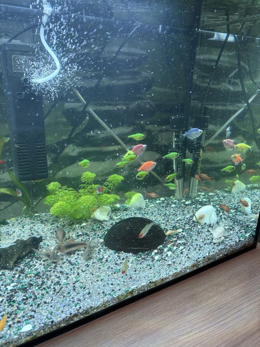 Vand Pesti de Acvariu