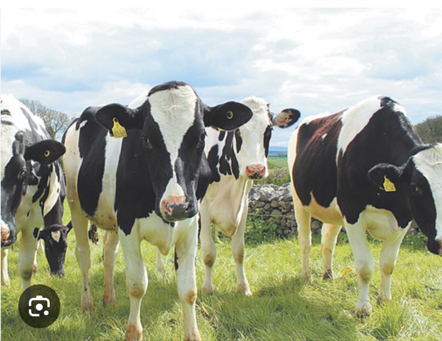 Домашнее молоко оптом