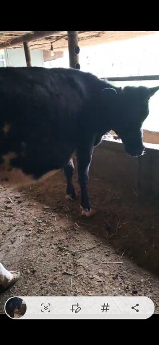 Буаз кашар сатылады