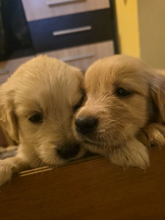 Бебета Голдън ретривър