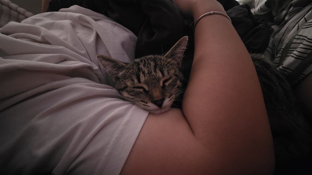 Отдадим в добрые руки!