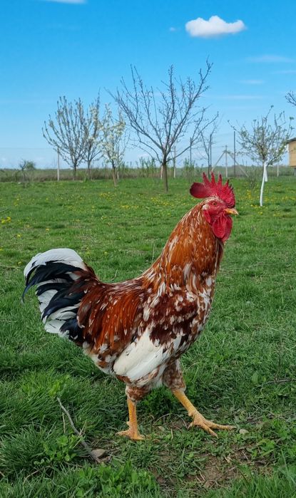 Oua pentru incubat  wyadotte,new hampshire,pita pinta,araucana, amerau