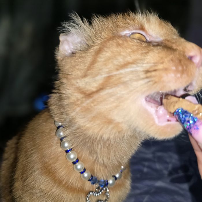 Шикарный кот Санни