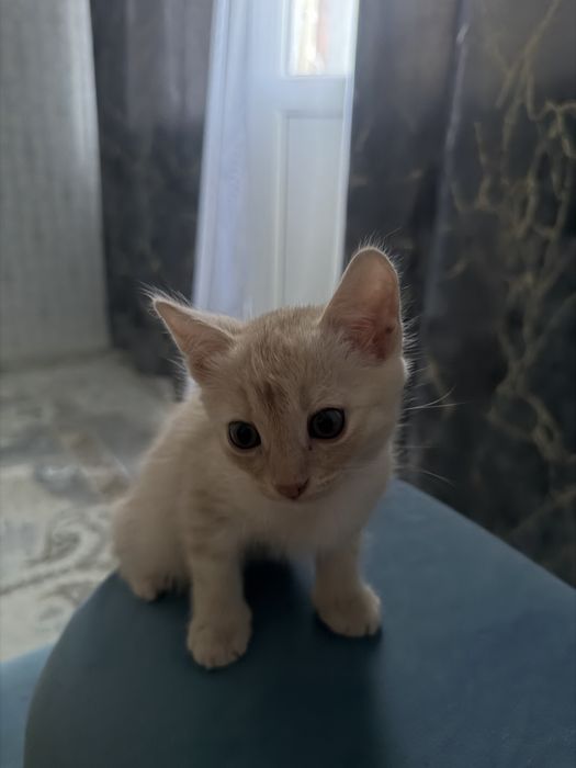 Кошка,2 месяцццц