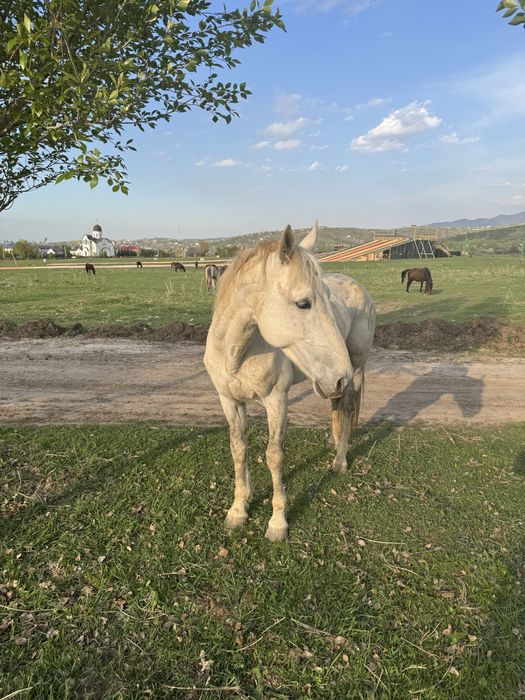 Қымыз шұбат ет сүт өнімдері