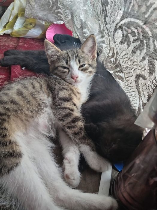 Отдам котенка в добрые руки