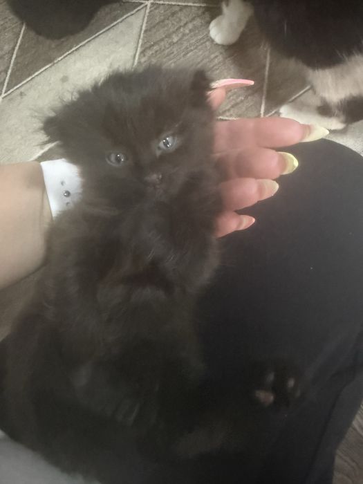 Продам вислоухих котят