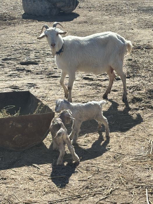 Сауын лакты еши сатылады