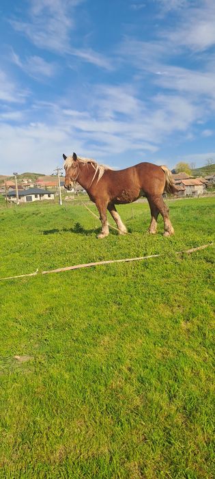 Vând mânz de 2 ani