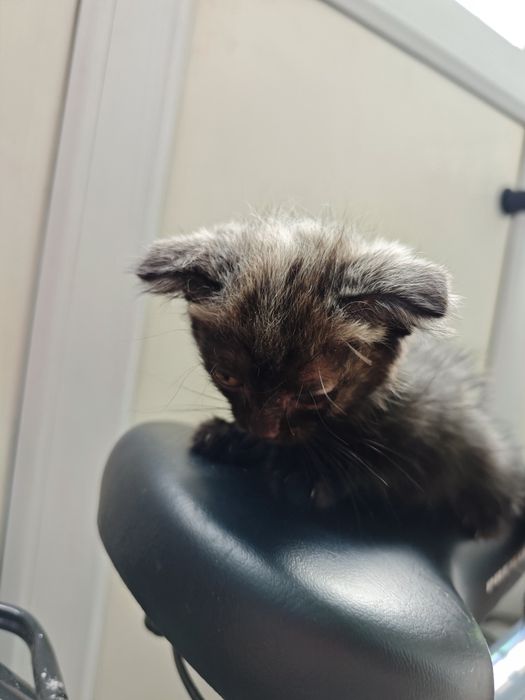 Отдам двух котят