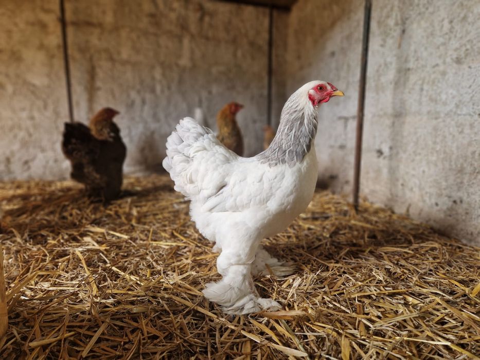 Brahma Pitic diferite varietati de culoare, de expozitie