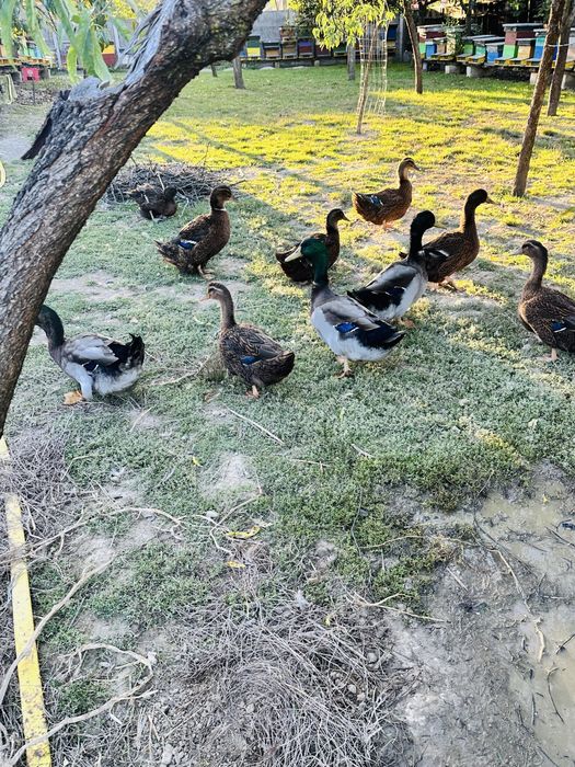 rățoi rasa rouen 2025