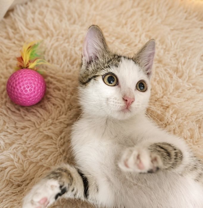 Отдам котят в добрые руки!!