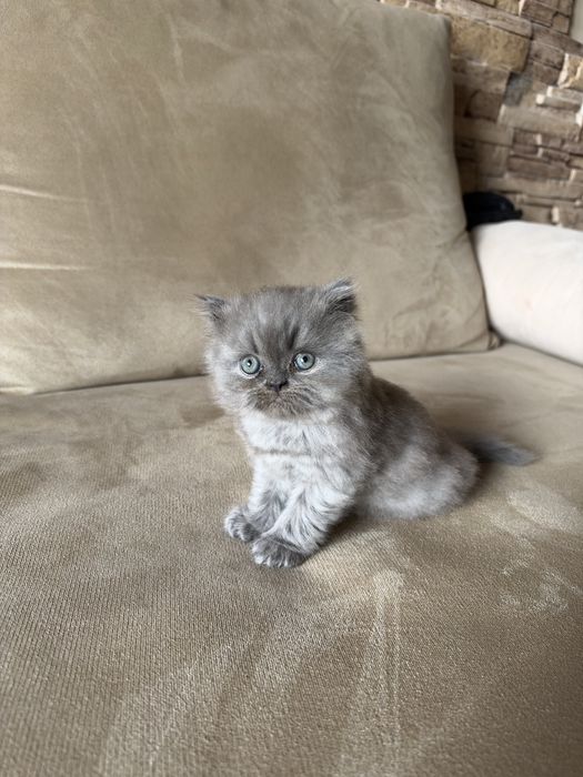 Персийски котета