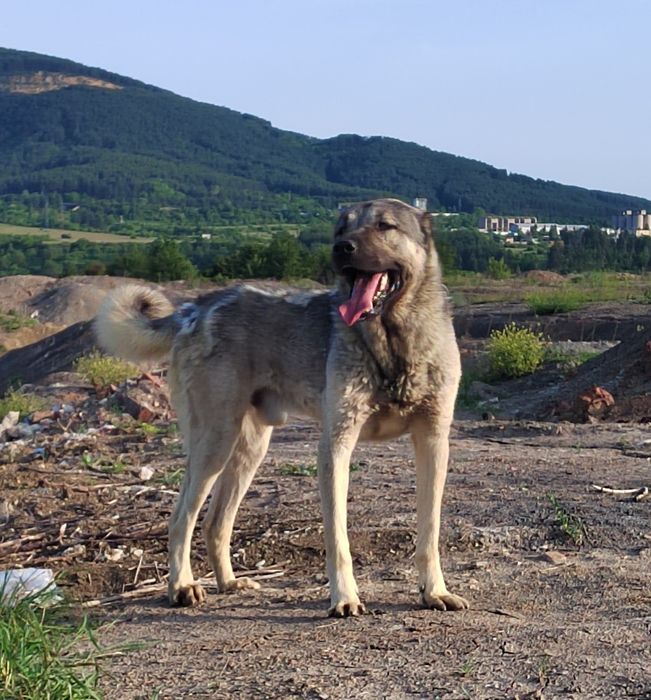 Кангал, Турски Кангал