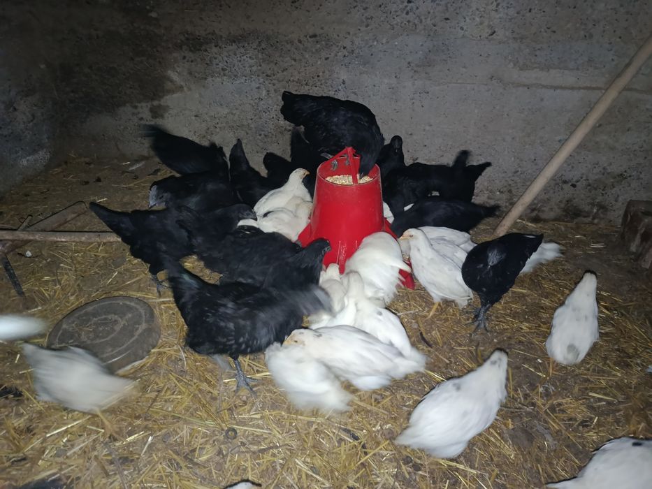 Продам кур оптом