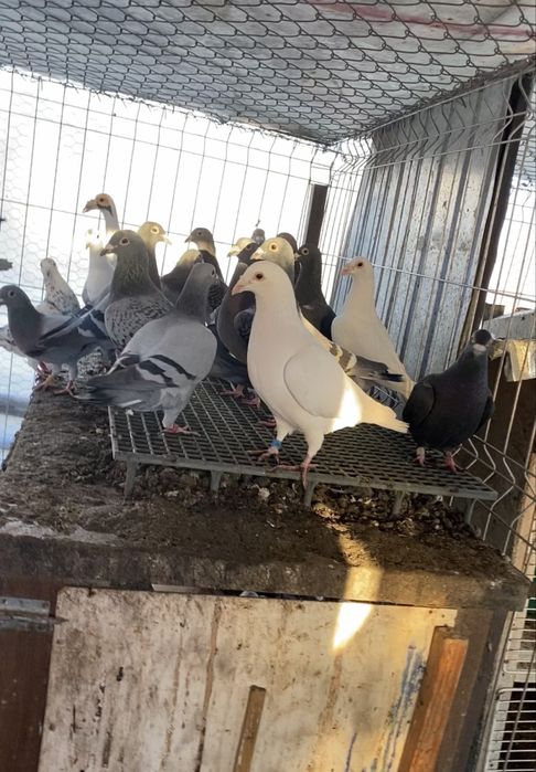 Vand porumnei voiajori