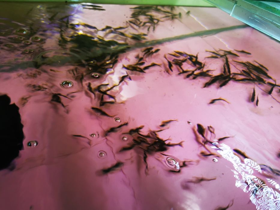 Sanitari de iazuri sau heleștee