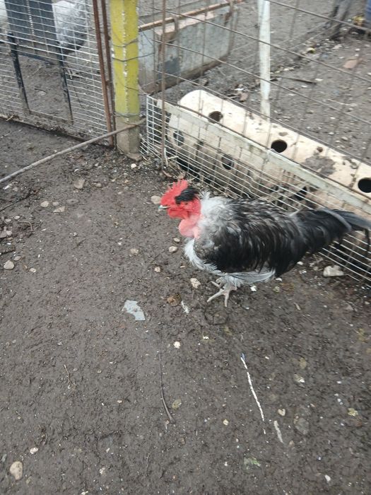 Cocosi gat golas de Transilvania