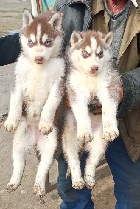 Щенки сибирской хаски