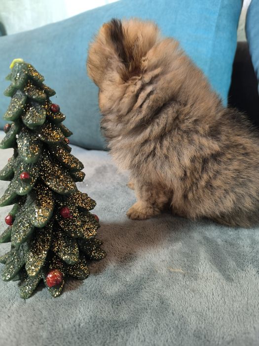 Померан мини момче