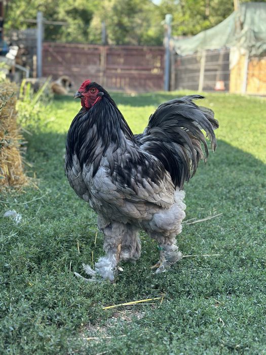 Disponibile pasari brahma diverse culori