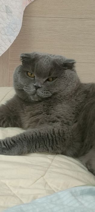 МЕГА ЛАСКОВАЯ Шотландка с принадлежностями прививками стерилизованна!