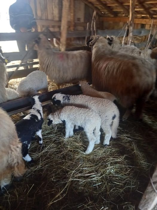 Oi cu miei de vânzare