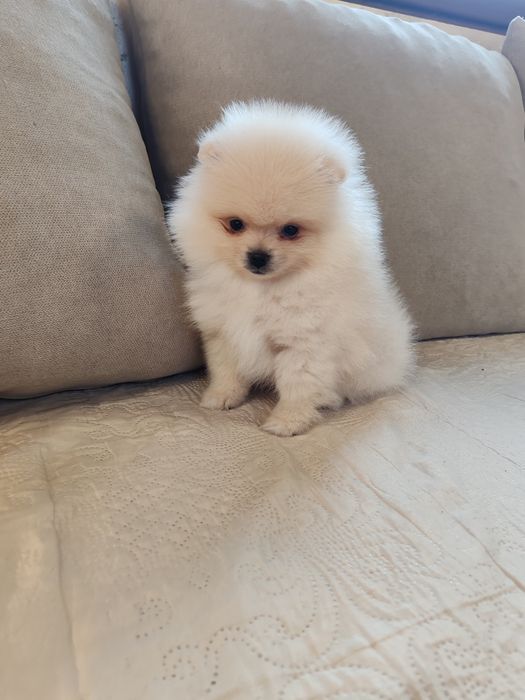 Померан мини мъжко