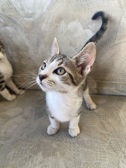 Pisic spre adopție