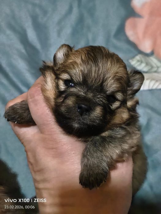 Очаровательные щенки шпица.