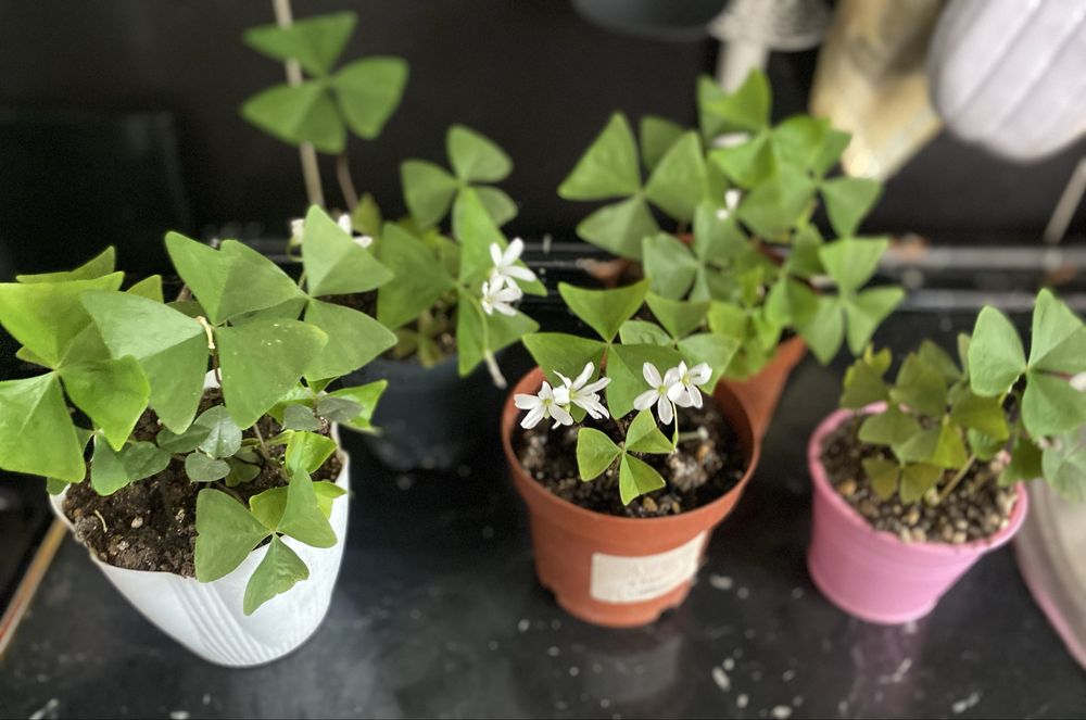 Оксалис зеленый, бабочка продам