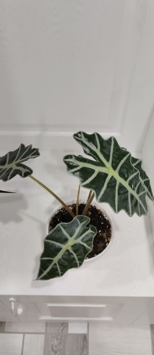 Предлагаю цветы комнатные.