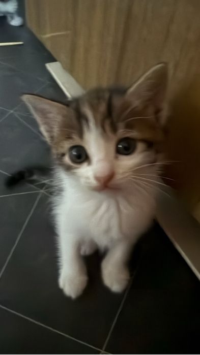 Отдам котят 2 месяца девочки район Калкаман