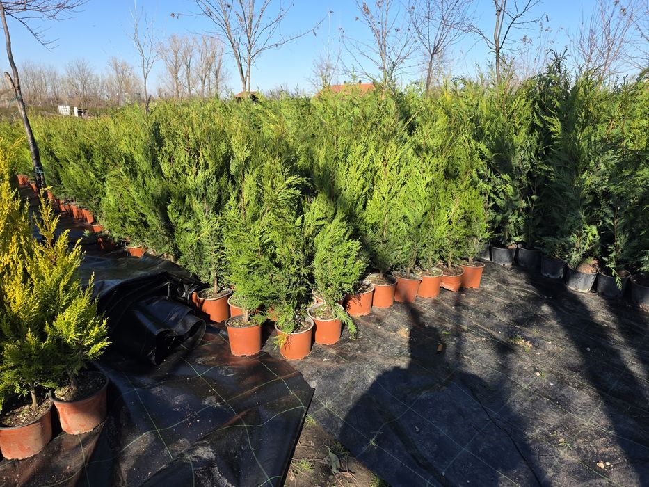 Leylandii diferite dimensiuni,pepiniera Timisoara