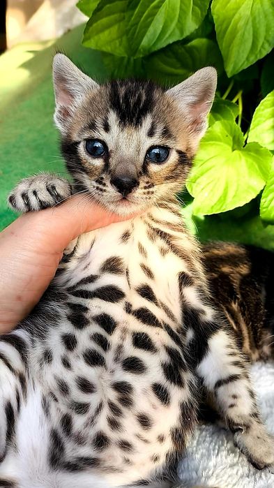Серебро КОТЯТА бенгальские мини Барсы