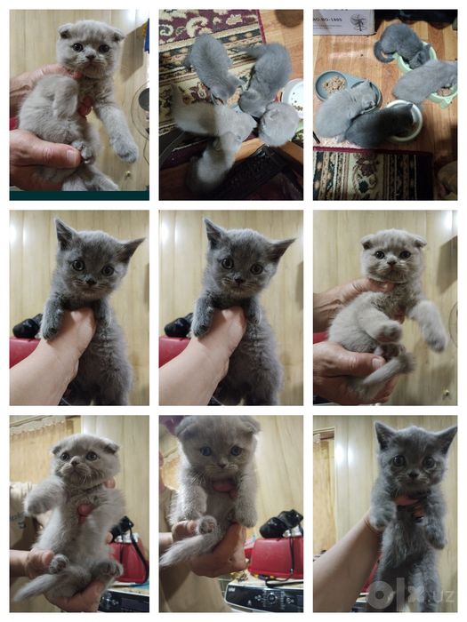 Котята породистые