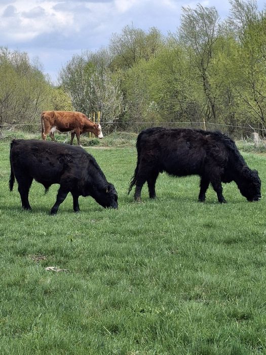 Vitei Galloyai de vânzare cu certificat de origine