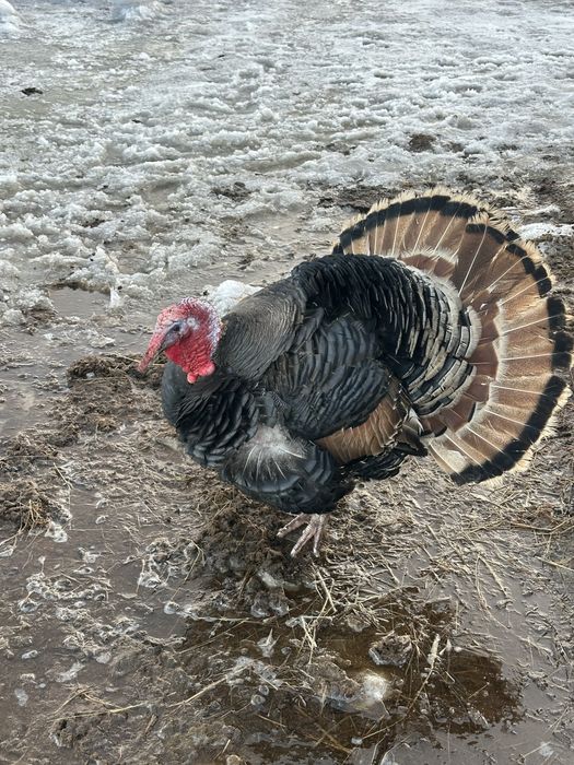 Продам индюка самец