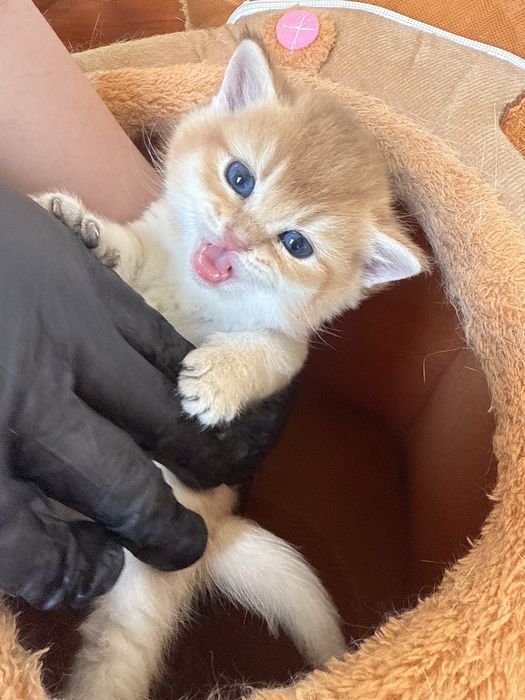 Кошка шиншиллааа
