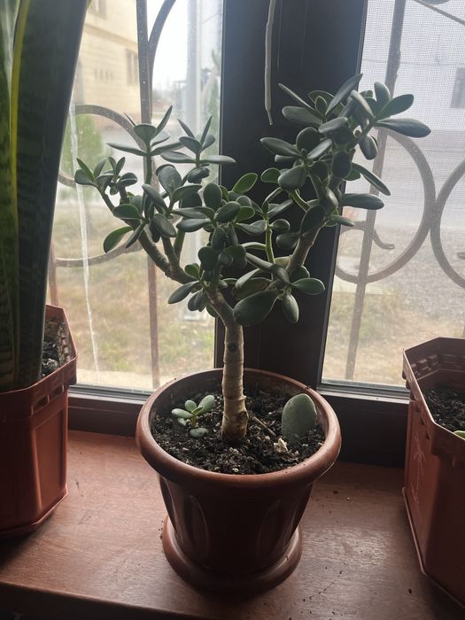 Цветы гулдер бар