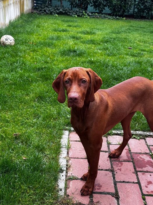 Vizsla in cautare de familie