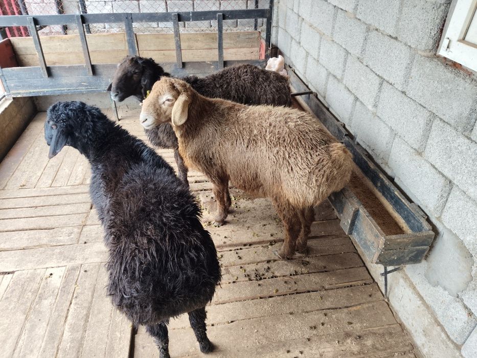 Кошкарлар, домашние