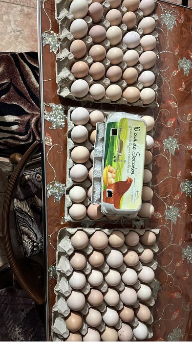 Pui si oua australorp albastru