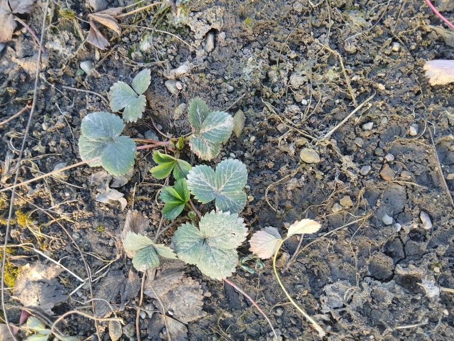 Staloni căpșuni  mari și  aromate