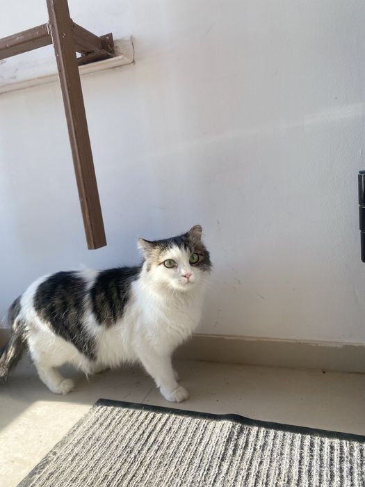 Кошка ищет дом